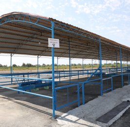 В Агдаше вновь открылись ворота рынка животных