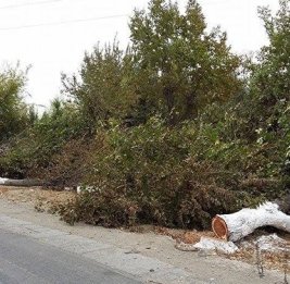 В Баку, Сумгайыте и Абшеронском районе уничтожили насаждения на 72 тыс. манатов