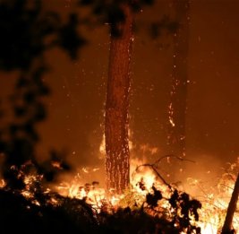 На юго-западе Франции за ночь выгорело почти 1 600 га леса