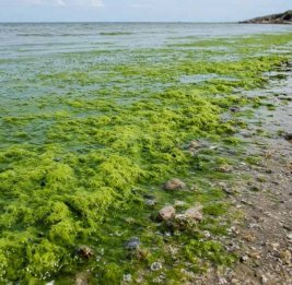 Побережье Балтики в ФРГ покрылось токсичными водорослями из-за жары