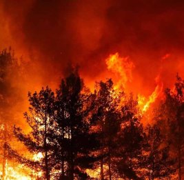 В турецком Мармарисе вспыхнул лесной пожар