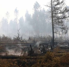 Крупнейший в Бельгии лесной пожар движется в сторону Германии