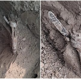
На сельском кладбище Гарагаджи в Агдаме обнаружены боеприпасы