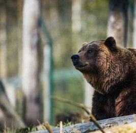 
Пять медведей застрелили за сутки на Алтае после гибели туристки