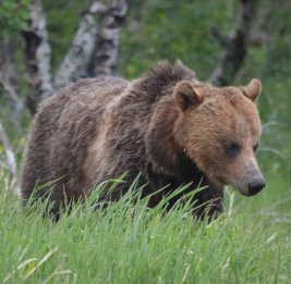 
В Красноярском крае выявили четыре выхода медведя к людям