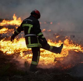 Во Франции подсчитали сумму ущерба от лесных пожаров