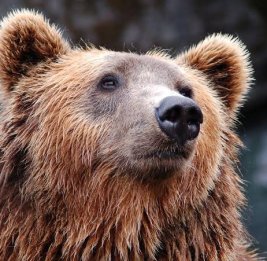 В США зафиксировано рекордное нашествие голодных медведей на города