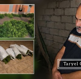 
Во дворе жителя Сабирабада нашли 55 наркосодержащих кустов