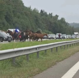 
Стадо лошадей напугало водителей на трассе в Литве