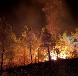 Турция продолжает борьбу с лесными пожарами
