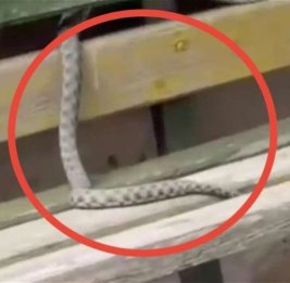 В Баку змея заползла на скамейку во дворе