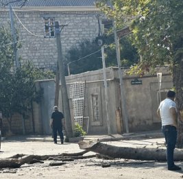 Когда дерево становится угрозой