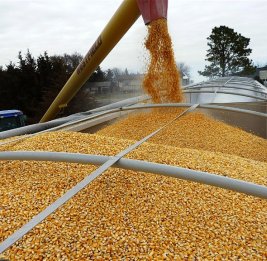 Из Черного моря на север: Россия перенаправляет экспорт зерна в порты Балтики и Арктики
