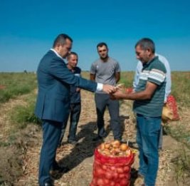 Шамкир собирает урожай
