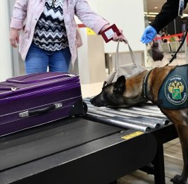 
В московском аэропорту изъяты драгоценности на $95 тыс.