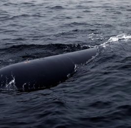 
В КНДР испытали новейшую торпеду с ИИ-технологией