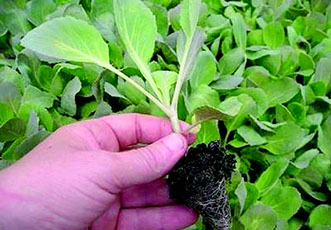 Весенние заботы овощеводов