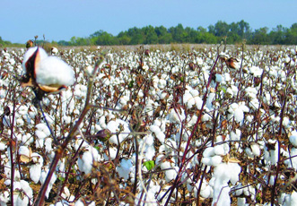 Началась вторая обработка хлопчатника