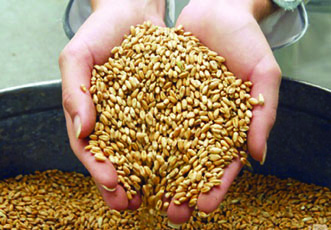 Сбор зерна в Азербайджане увеличился на 11,6%