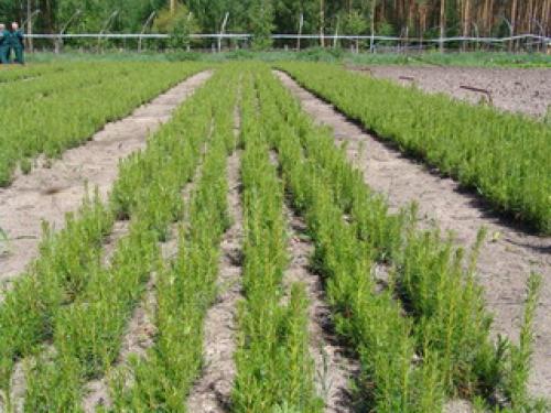 Обнародованы статистические показатели в области воспроизводства лесов