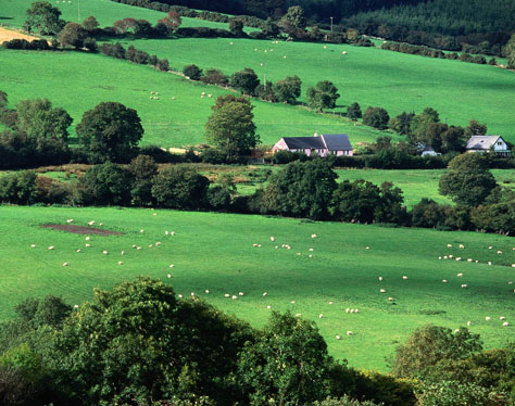 О динамичном развитии животноводства в Азербайджане