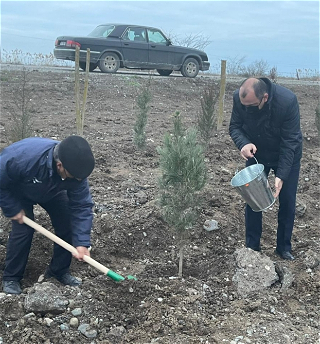 В Азербайджане продолжаетсявесенняя кампания по поcадке деревьев