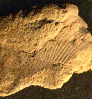 Обнаружен отпечаток пальцавозрастом около пяти тысяч лет