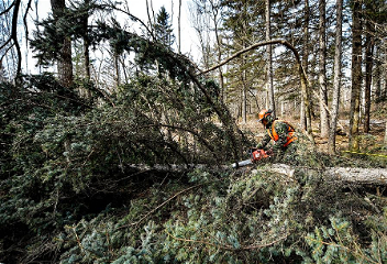 Ученые опровергли выводы экспертовЕврокомиссии относительновырубок леса в Европе