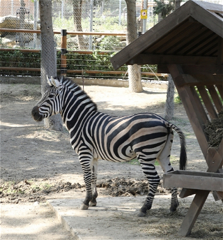 Первыми посетителями Бакинского зоологического парка после реконструкции стали дети
