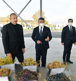 Состоялось открытие Шамахинского центрапо выращиванию саженцев винограда