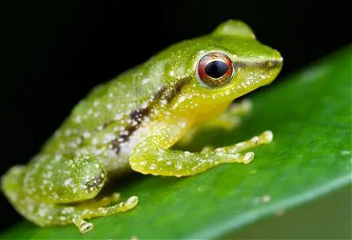 Биологи обнаружили в Панаме новый вид лягушек