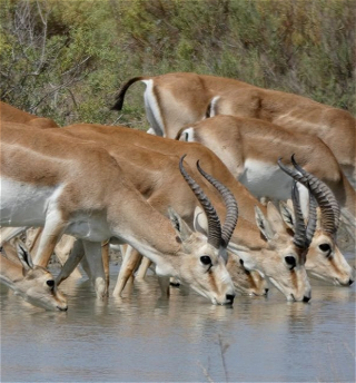 МЭПР приглашает граждан посетить в праздничные дни национальные парки