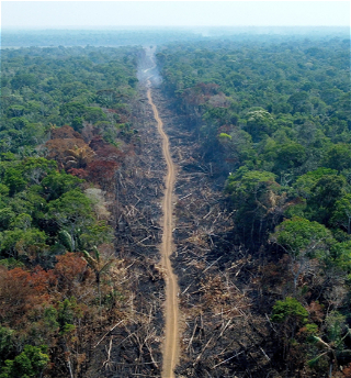 Норвегия готова возобновить финансовую помощь Бразилии для предотвращения вырубки лесов