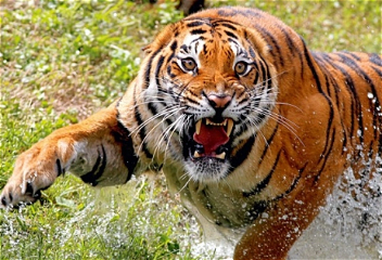 Ученые рассказали о чертах характера тигров