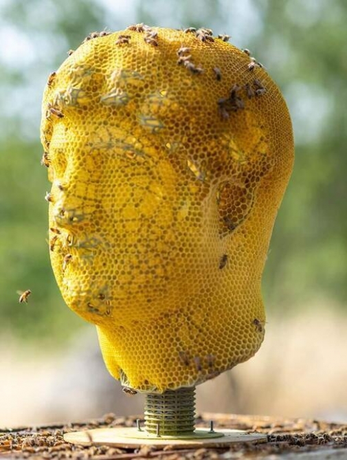В Иерусалиме пчелы создают статую императора Адриана