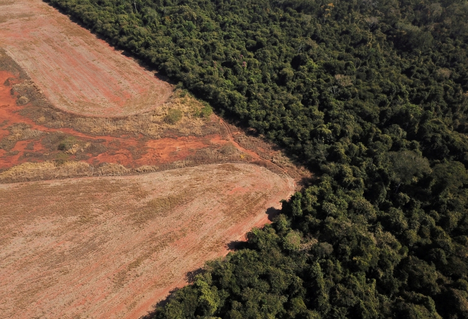 Вырубка лесов в бразильской Амазонии оказывает большое влияние на региональные температуры
