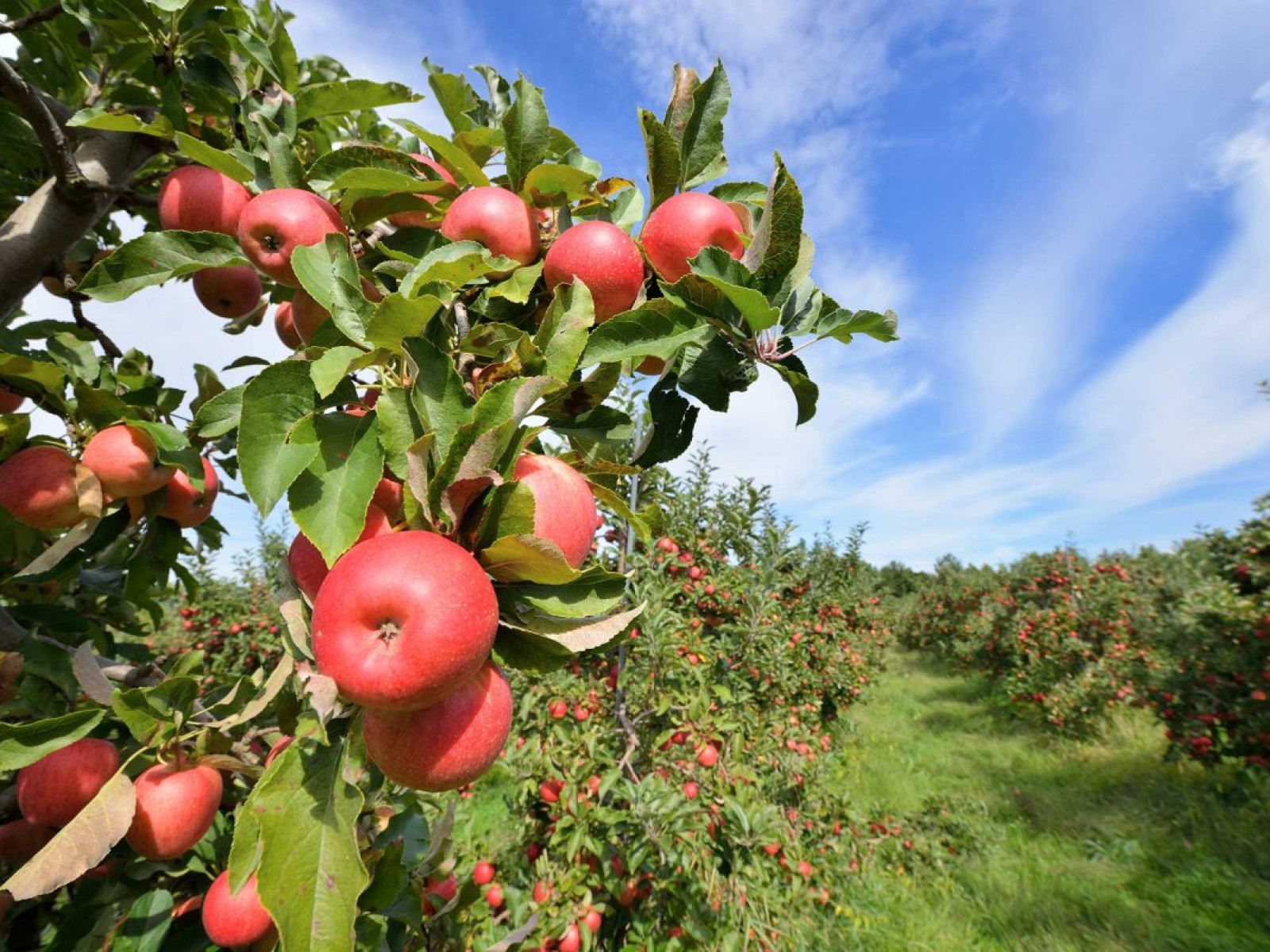 Прибыльная нива