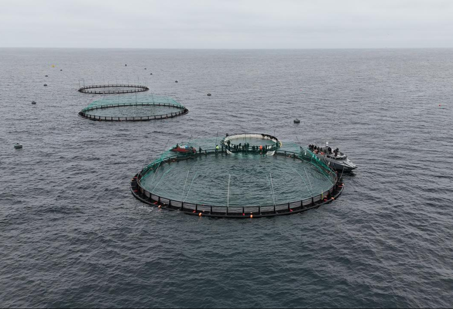 В акватории Каспийского моря запущена первая в Центральной Азии морская рыбоводческая ферма