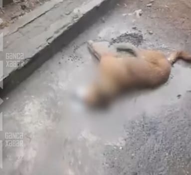 Тревожный сигнал