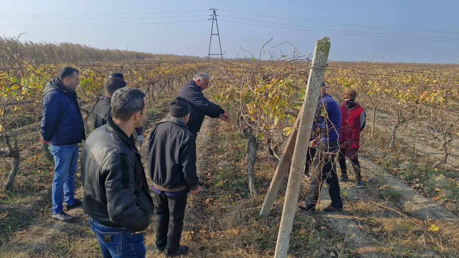 От лозы до урожая