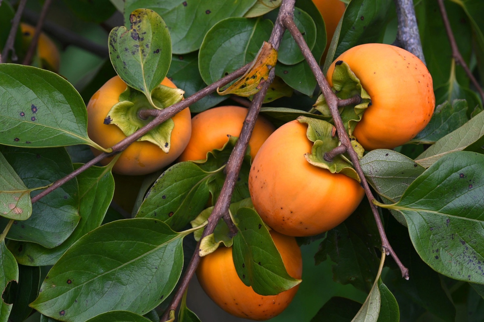 Солнечные плоды на экспорт