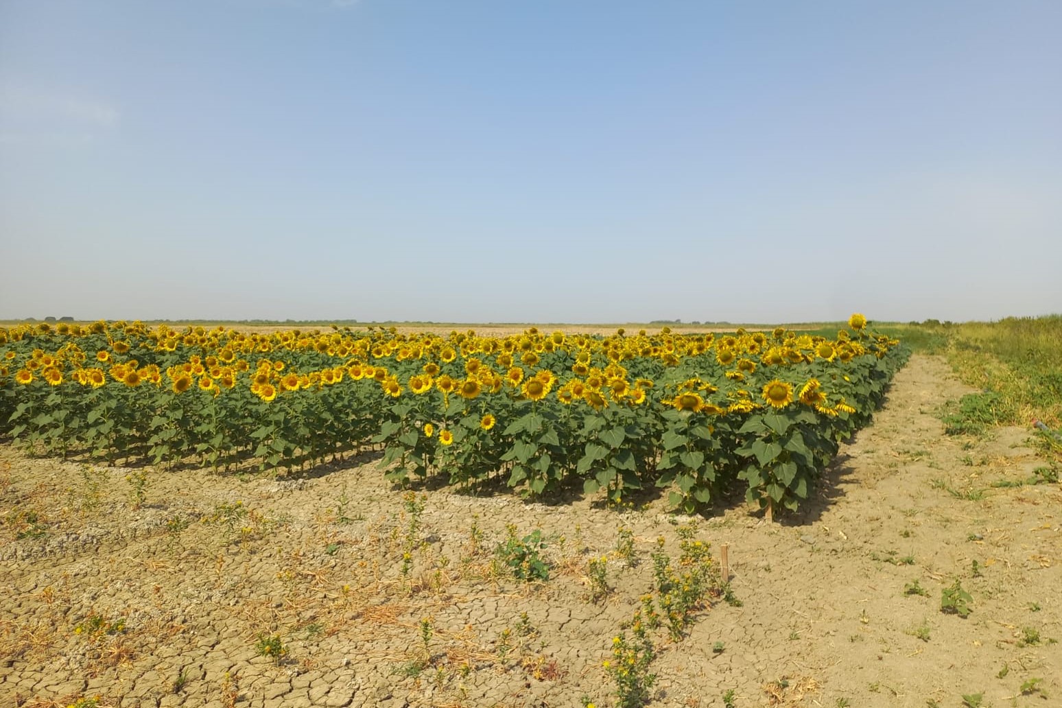 Деградированные земли как ресурс