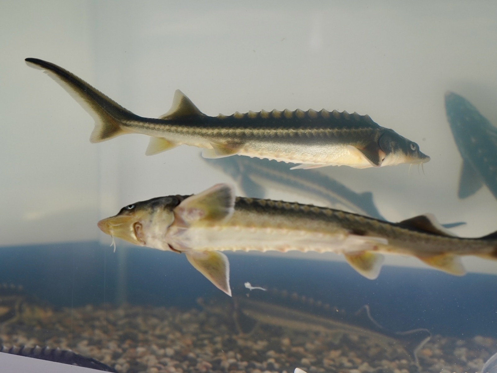 Рыба в опасности