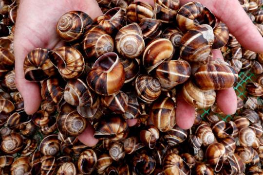 Улитки покоряют Европу