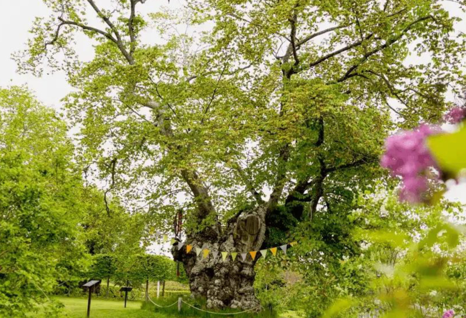 Болезнь вязов угрожает легендарному дереву Астрид Линдгрен