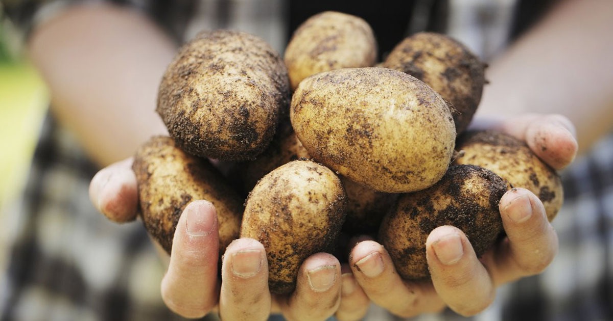 Куда смотрит таможня? 