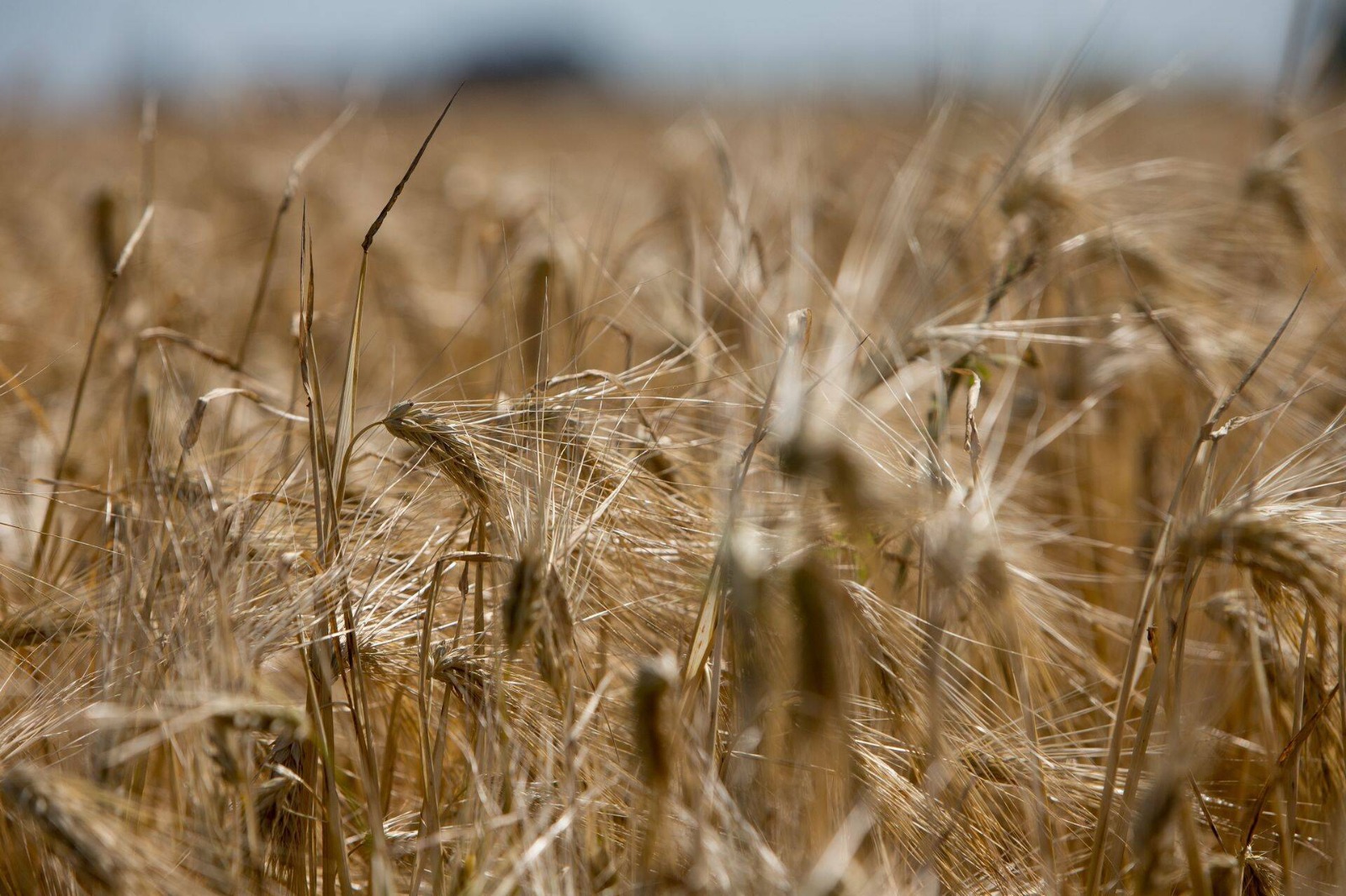 Пшеничный парадокс