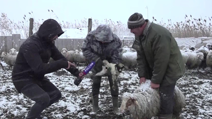Фермер из Дагестана рассказал, как спасают ягнят в морозы