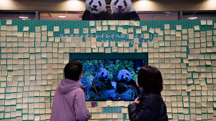 Тысячи токийцев прощаются с пандами в зоопарке перед отправкой животных в КНР