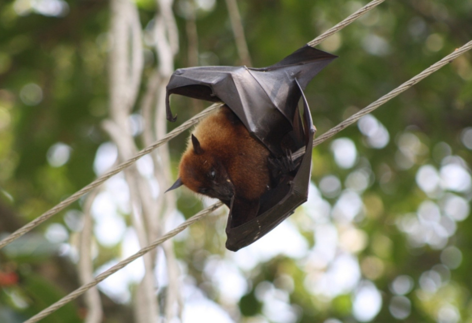 Вирус Нипах не способен вызвать эпидемию или пандемию